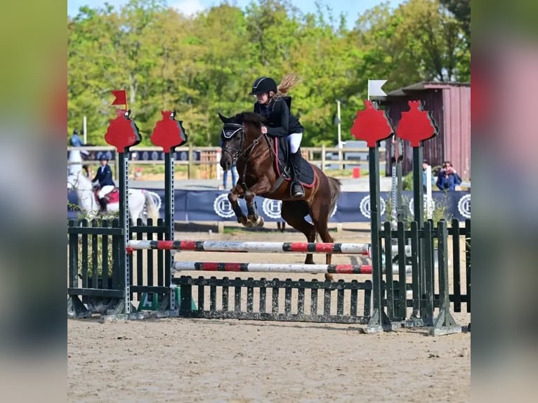 Pony Francese Castrone 9 Anni 133 cm Sauro scuro in Villeneuve les cerfs
