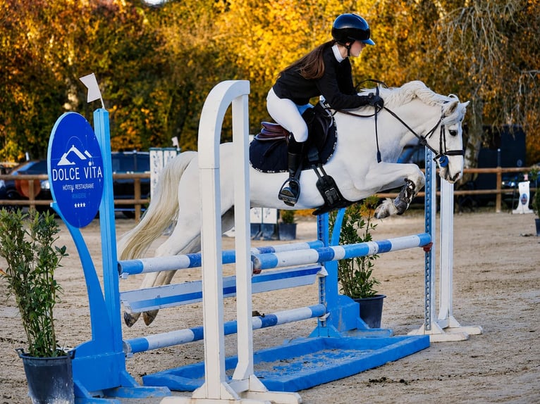 Pony Francese Castrone 9 Anni 145 cm Palomino in Hautes Alpes