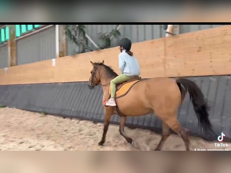 Pony Francese Giumenta 10 Anni 145 cm Baio in Avillers-Sainte-Croix