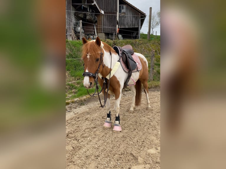 Pony Francese Giumenta 11 Anni 130 cm Pezzato in Samstagern