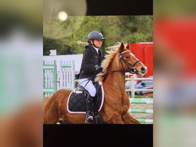 Pony Francese Giumenta 11 Anni 138 cm Sauro in Éguilles