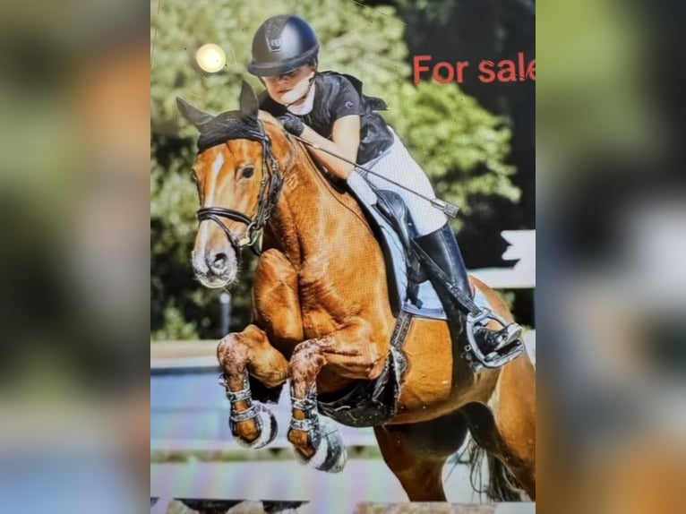 Pony Francese Giumenta 11 Anni 138 cm Sauro in Éguilles