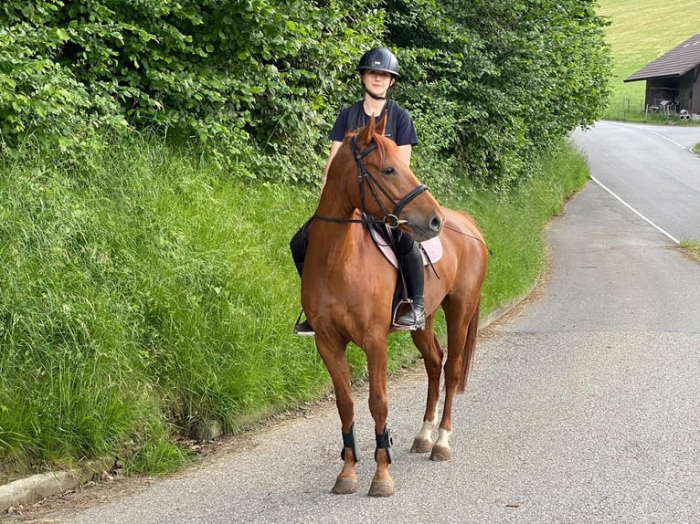 Pony Francese Giumenta 12 Anni 152 cm Sauro in Hintermoos