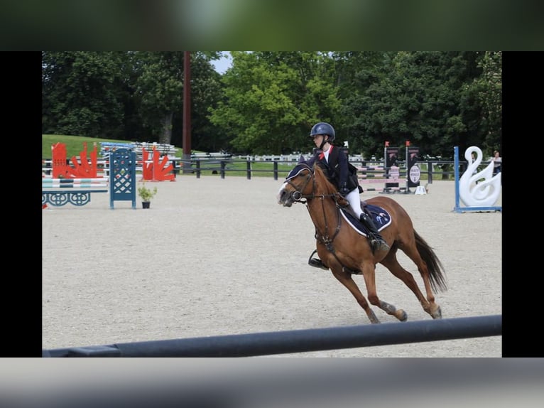 Pony Francese Giumenta 13 Anni 145 cm Sauro in Boulogne-sur-Mer