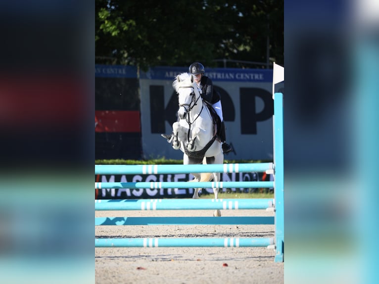 Pony Francese Giumenta 14 Anni 148 cm Grigio in Calcara