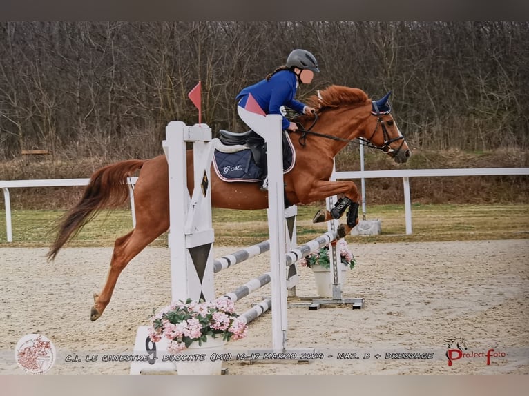 Pony Francese Giumenta 18 Anni 147 cm Sauro in Bollate