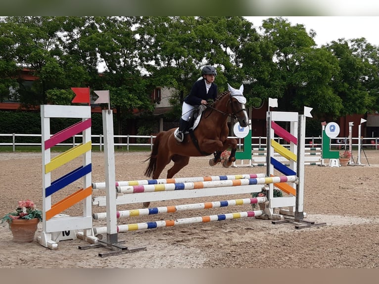 Pony Francese Giumenta 18 Anni 147 cm Sauro in Bollate