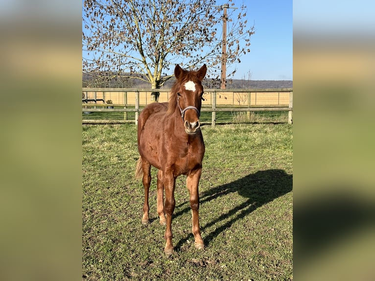 Pony Francese Giumenta 1 Anno 135 cm Sauro in Quierzy