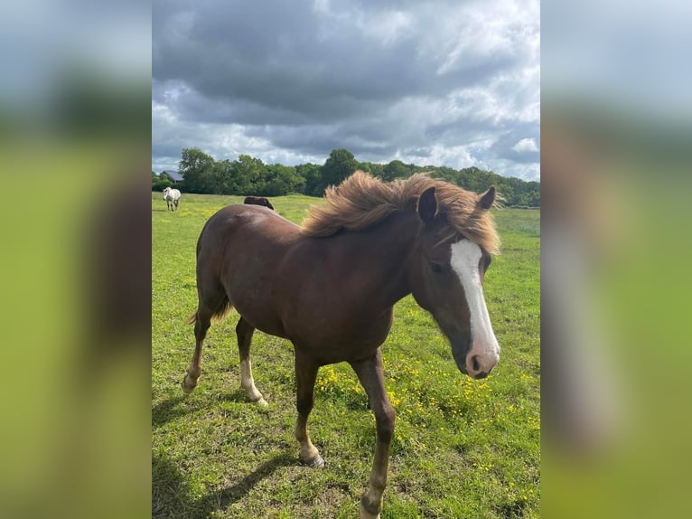 Pony Francese Giumenta 1 Anno 148 cm Sauro scuro in Chateauroux