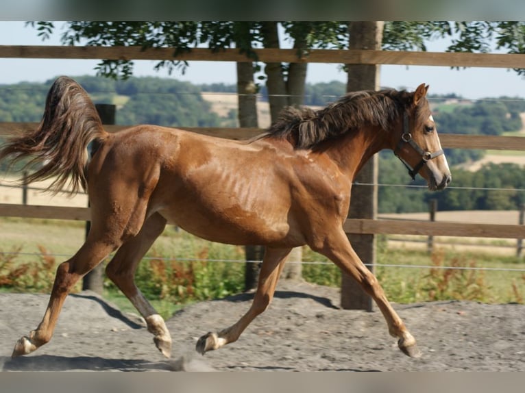 Pony Francese Giumenta 1 Anno Sauro ciliegia in verdelot