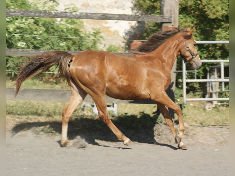 Pony Francese Giumenta 1 Anno Sauro ciliegia in verdelot