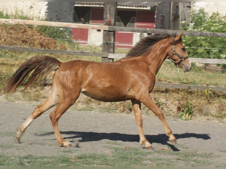 Pony Francese Giumenta 1 Anno Sauro ciliegia in verdelot