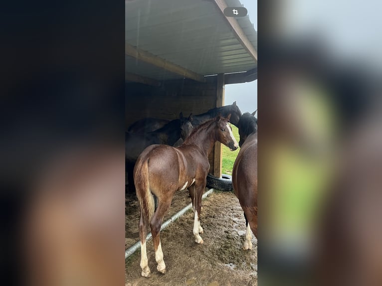 Pony Francese Giumenta 2 Anni Sauro scuro in Garennes-sur-Eure