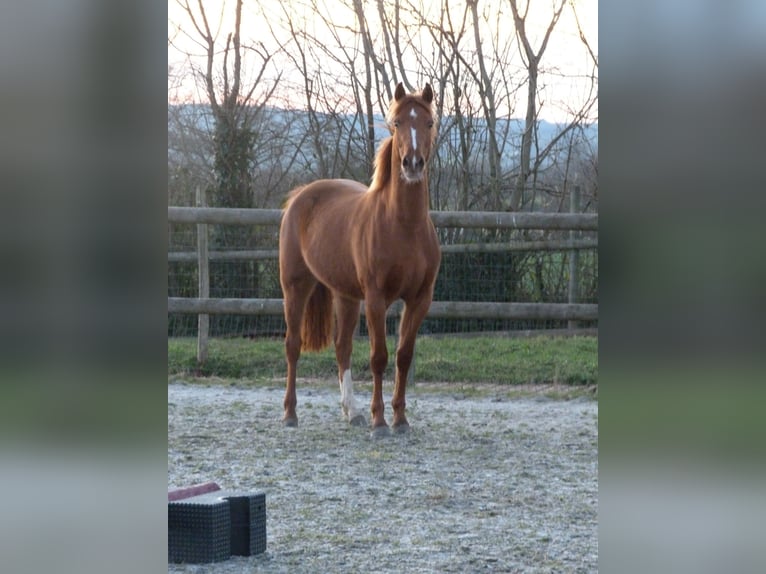 Pony Francese Giumenta 3 Anni 146 cm Sauro in Torigni-sur-Vire