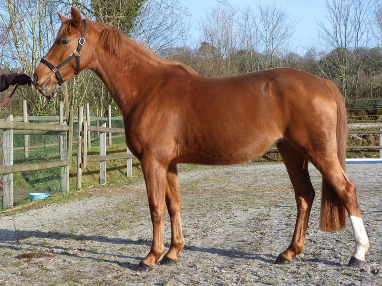 Pony Francese Giumenta 3 Anni 146 cm Sauro in Torigni-sur-Vire