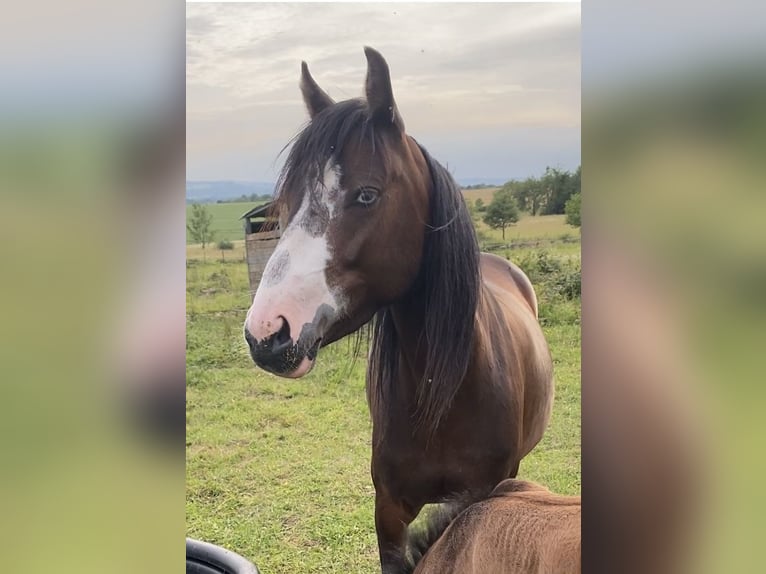 Pony Francese Giumenta 5 Anni 134 cm Baio in Bogny-sur-Meuse