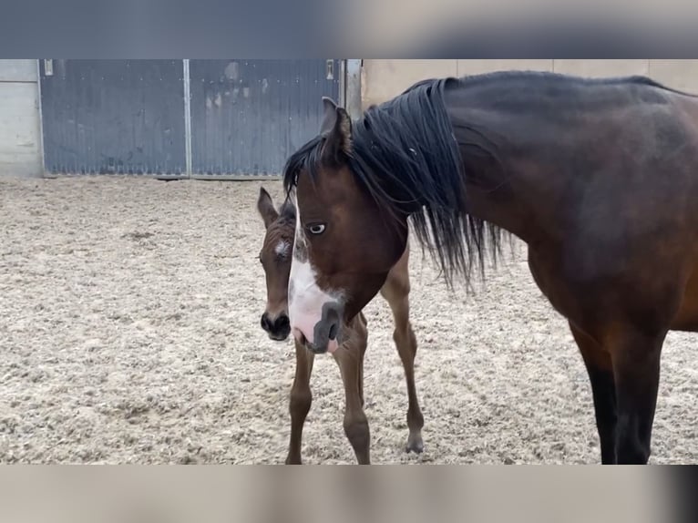 Pony Francese Giumenta 5 Anni 134 cm Baio in Bogny-sur-Meuse