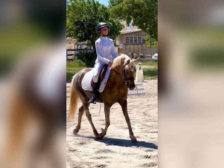 Pony Francese Giumenta 5 Anni 139 cm Palomino in Poulx