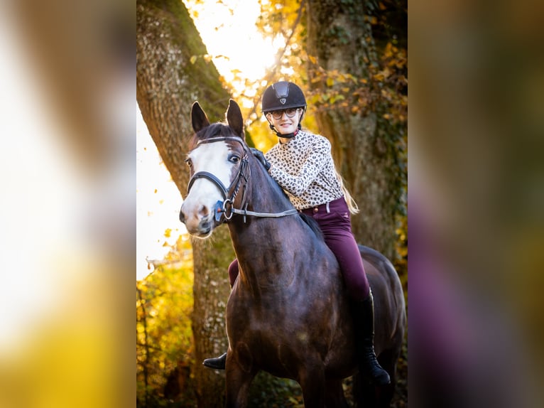 Pony Francese Giumenta 5 Anni 140 cm Baio in Courtedoux