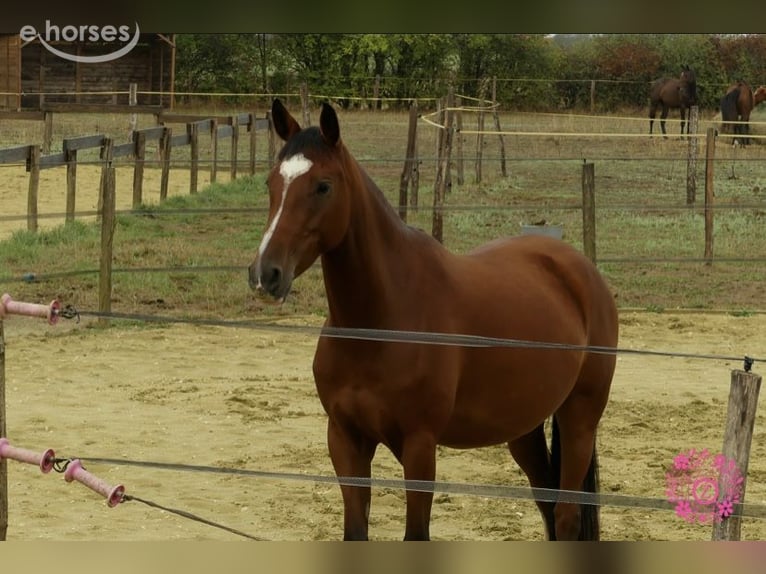 Pony Francese Giumenta 5 Anni 148 cm Baio ciliegia in Poitiers