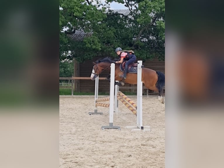 Pony Francese Giumenta 6 Anni 140 cm Baio in Courtedoux