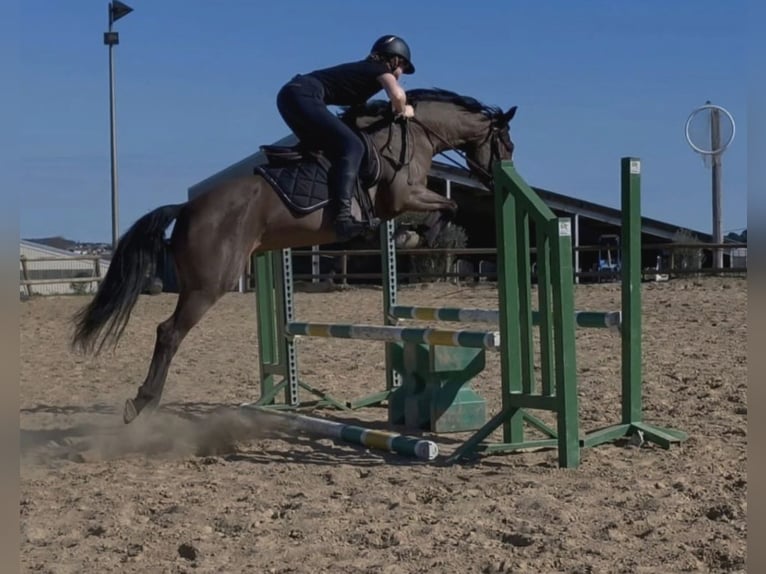Pony Francese Giumenta 6 Anni 145 cm Baio ciliegia in Herepian