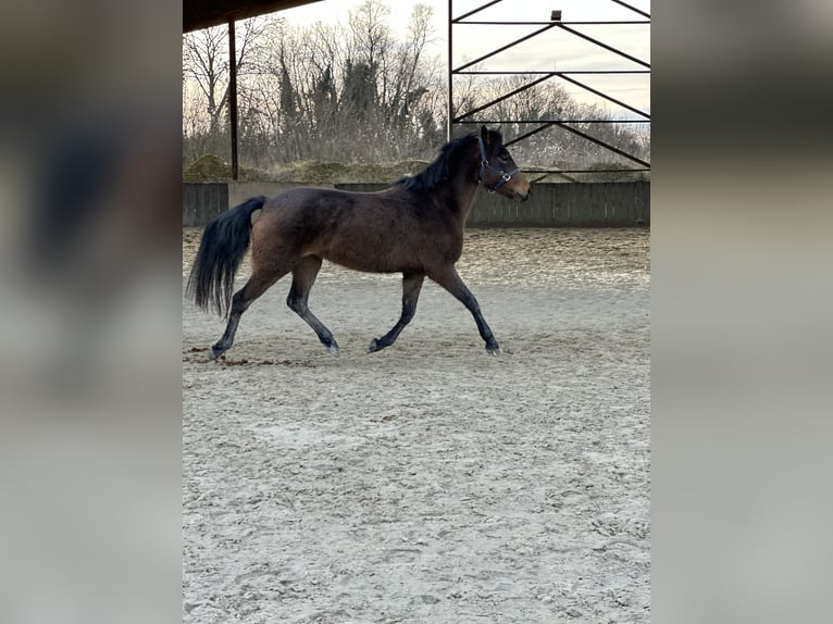 Pony Francese Giumenta 6 Anni 145 cm Falbo in Charny