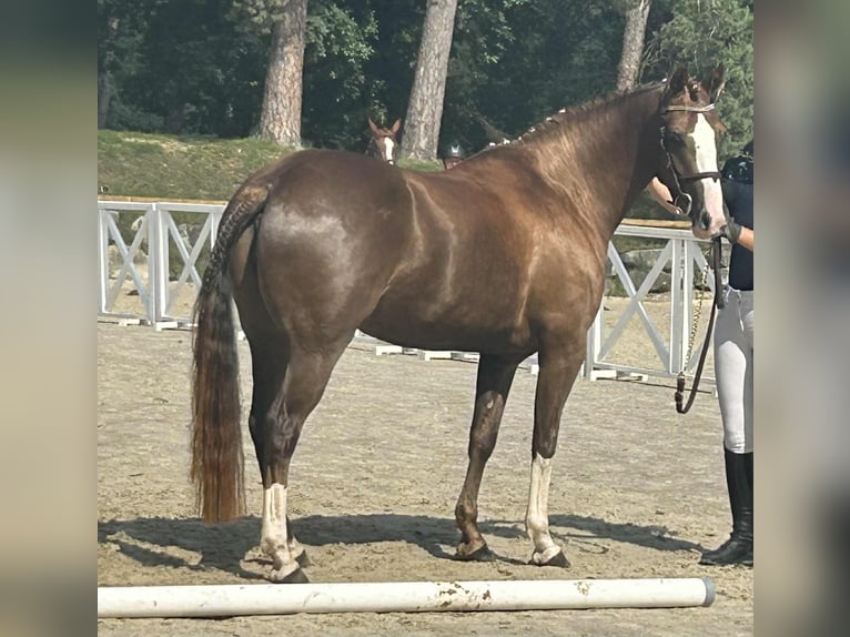 Pony Francese Giumenta 6 Anni 148 cm Sauro scuro in Loudéac
