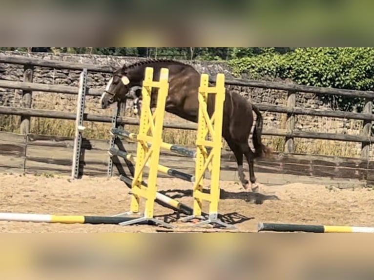 Pony Francese Giumenta 6 Anni 148 cm Sauro scuro in Loudéac