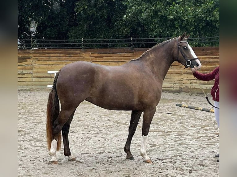 Pony Francese Giumenta 6 Anni 148 cm Sauro scuro in Loudéac