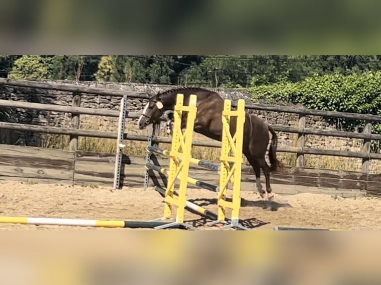 Pony Francese Giumenta 6 Anni 148 cm Sauro scuro in Loudéac
