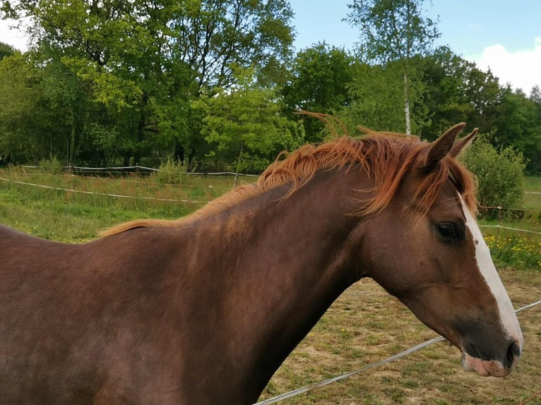 Pony Francese Giumenta 6 Anni 148 cm Sauro scuro in Loudéac