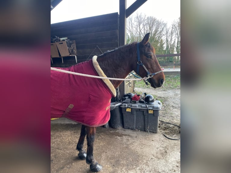 Pony Francese Giumenta 6 Anni 149 cm Baio ciliegia in Itteville