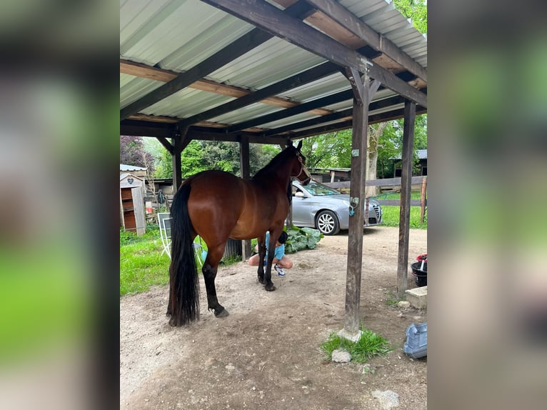 Pony Francese Giumenta 6 Anni 149 cm Baio ciliegia in Itteville