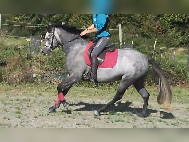 Pony Francese Mix Giumenta 6 Anni 149 cm Grigio in La Boussac
