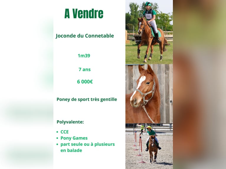 Pony Francese Giumenta 7 Anni 139 cm Sauro in Soyécourt