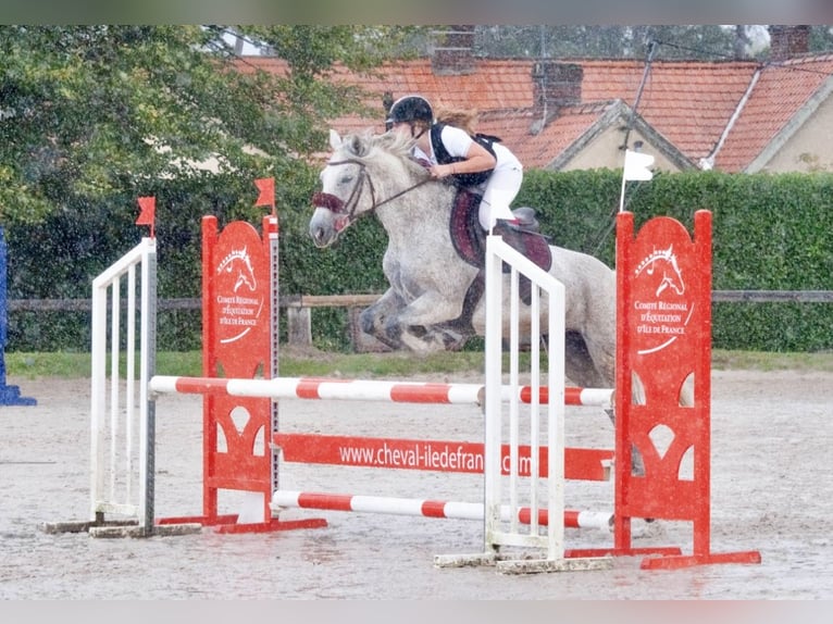 Pony Francese Giumenta 8 Anni 145 cm Grigio in Savigny le temple