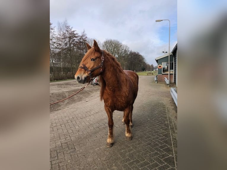 Pony Francese Giumenta 8 Anni 148 cm Sauro in Ruinerwold