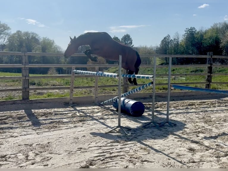 Pony Francese Giumenta 8 Anni 155 cm Baio in Besançon