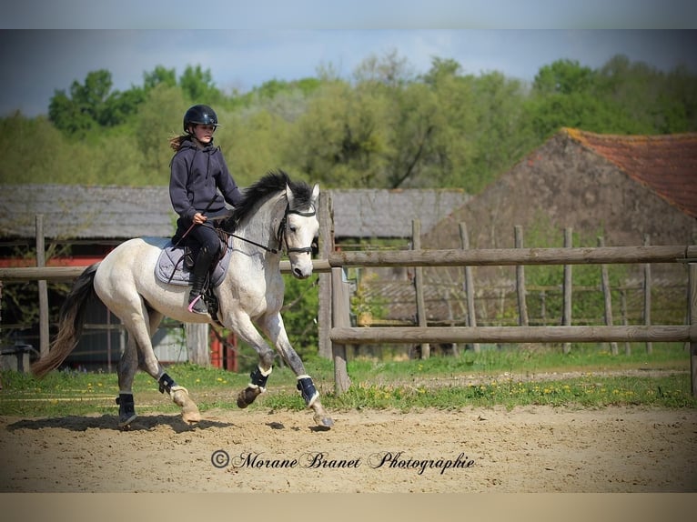 Pony Francese Sconosciuto 5 Anni  in Saint Andre En Bresse