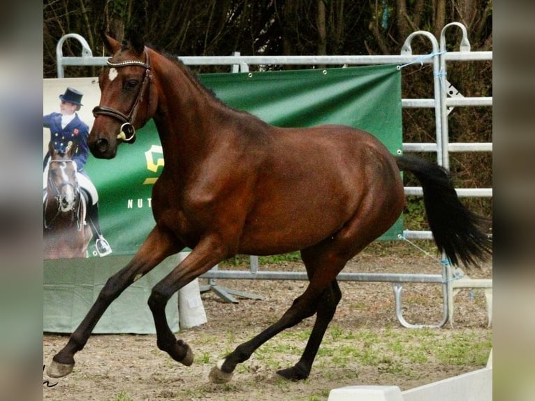 Pony Francese Sconosciuto 5 Anni  in Saint Andre En Bresse