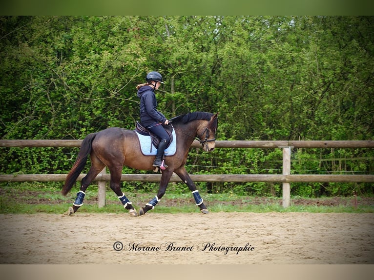 Pony Francese Sconosciuto 5 Anni  in Saint Andre En Bresse
