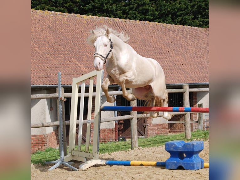 Pony Francese Stallone 12 Anni 151 cm Cremello in LA GENETOUZE