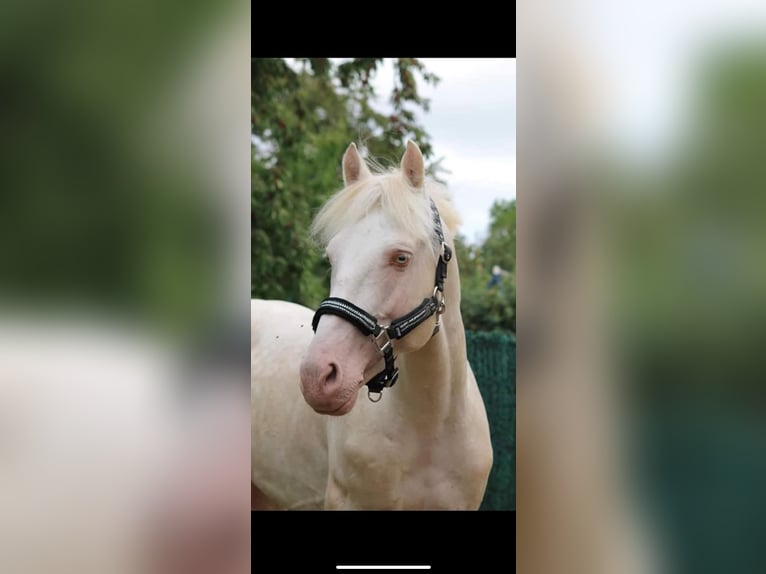 Pony Francese Stallone 12 Anni 151 cm Cremello in LA GENETOUZE