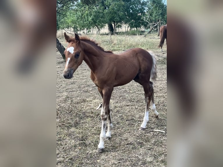 Pony Francese Stallone 1 Anno 140 cm Sauro in ABONCOURT-SUR-SEILLE