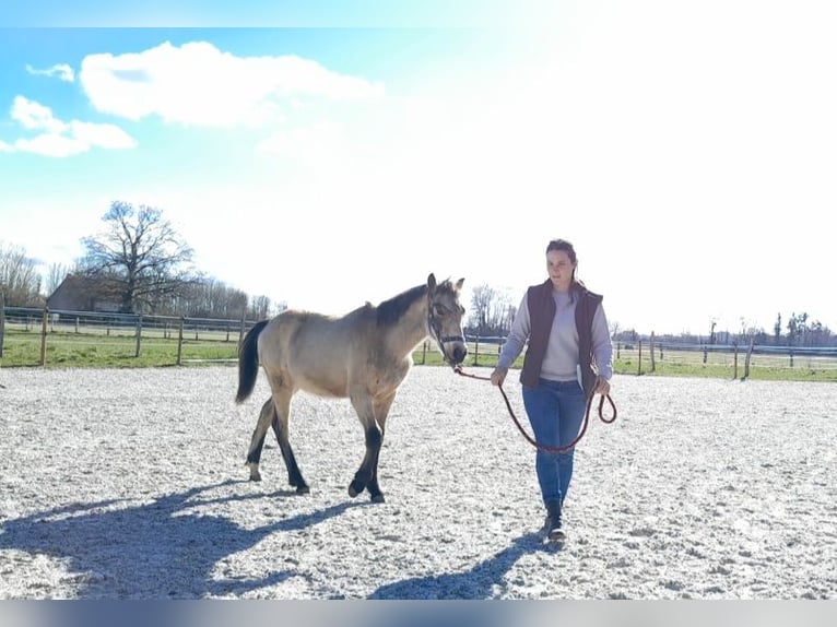 Pony Francese Stallone 1 Anno 145 cm Falbo in Contigny