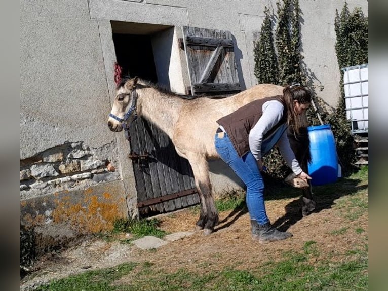 Pony Francese Stallone 1 Anno 145 cm Falbo in Contigny