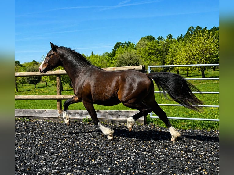 Pony Francese Stallone 2 Anni 145 cm Baio scuro in Drome