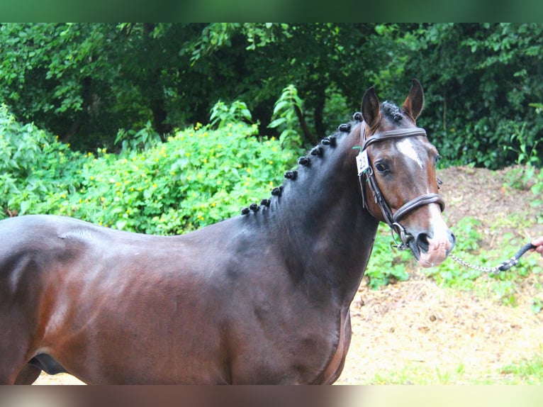 Pony Francese Stallone 3 Anni 141 cm Baio nero in Chalifert