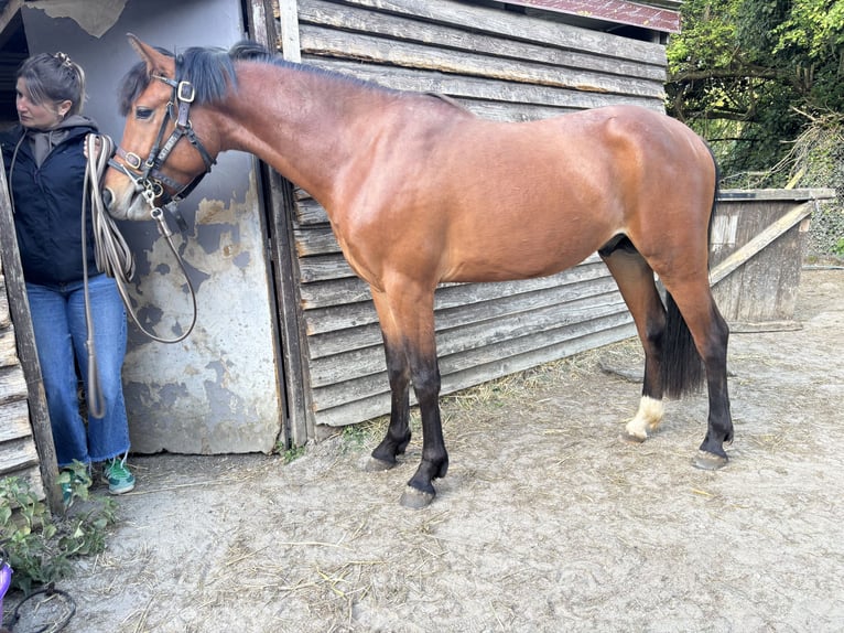 Pony Francese Stallone 3 Anni 146 cm Baio in Le Dezert